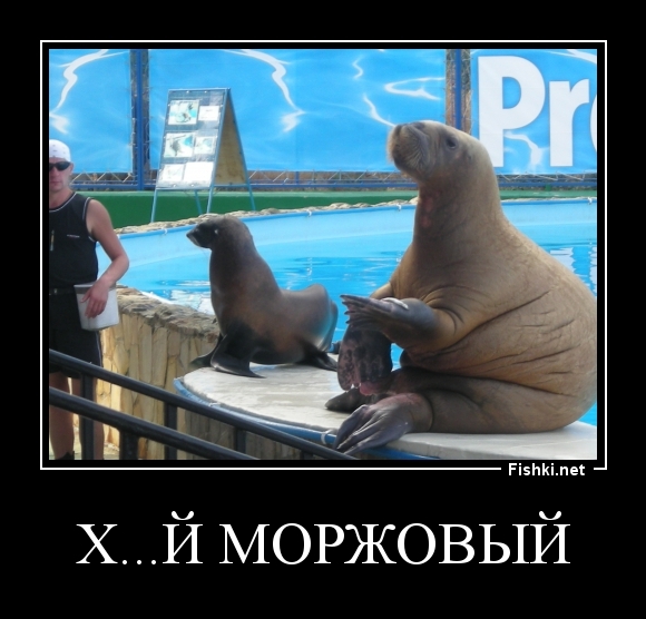 Х...Й МОРЖОВЫЙ