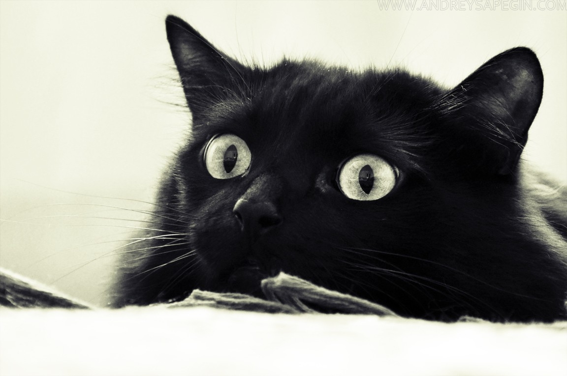 Черный кот кличка Черныш