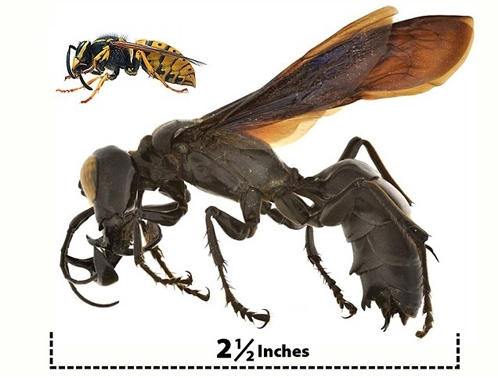 Гигантская оса Оса-монстр найдена в Индонезии