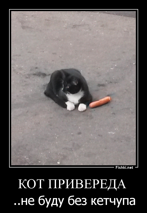 Кот привереда 
