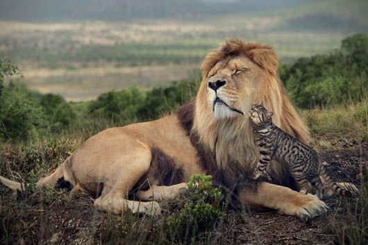Кот  и лев
