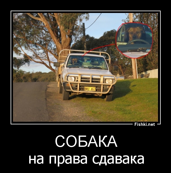 СОБАКА