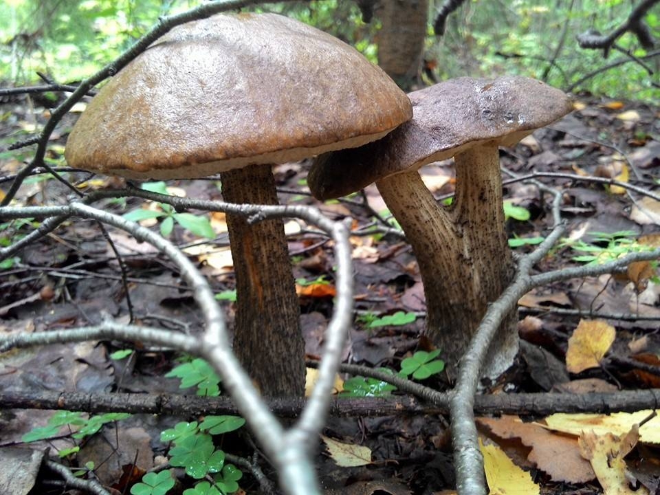 Первый поход за грибами - 2014