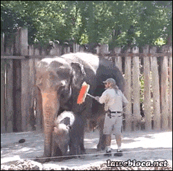 Слон сам знает, как ему  мыться
