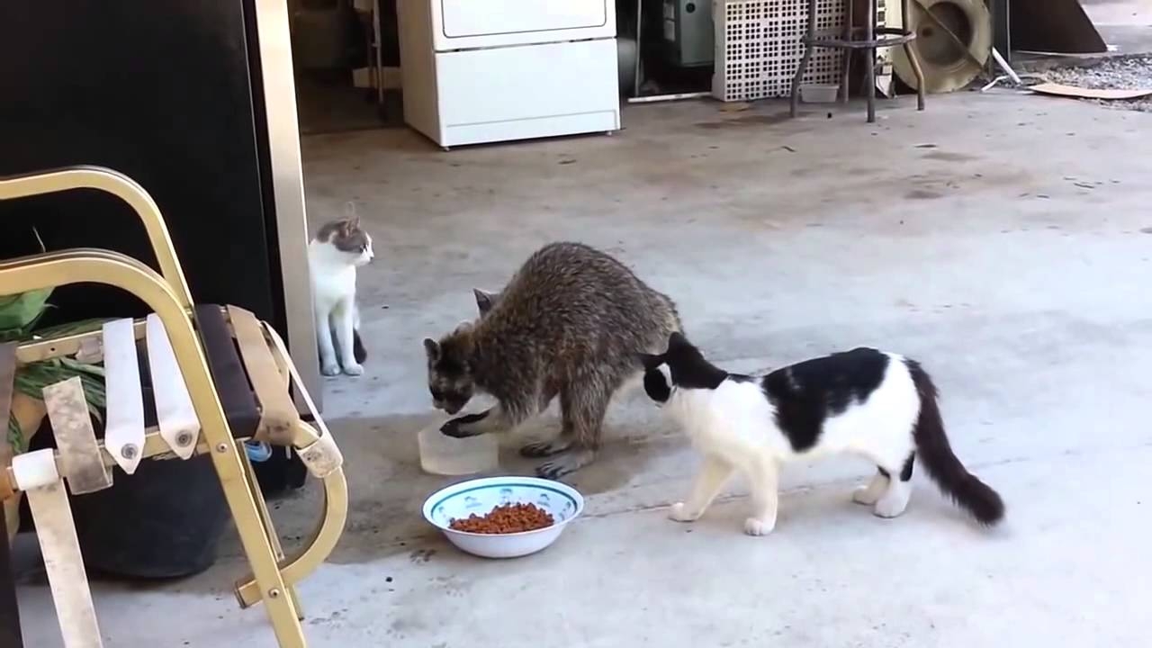 Енот ворует еду у кошек.Самое смешное в конце! 
