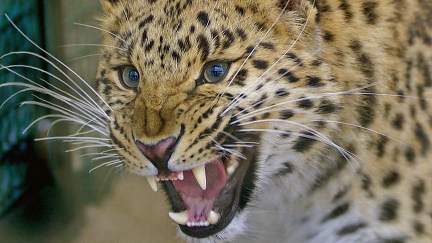 56-летняя индианка одержала победу в смертельной схватке с леопардом