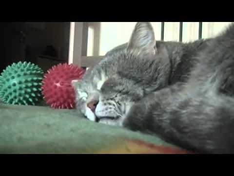 Интересная реакция кота на кашель