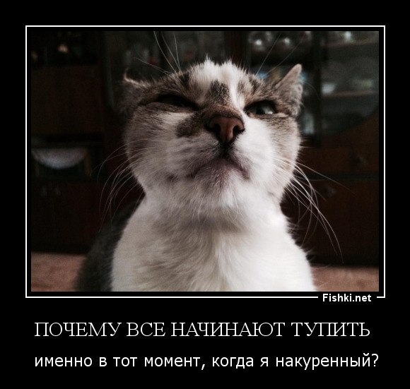 Почему все начинают тупить 