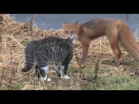 Кот против Лисы