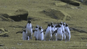 Слёт пингвинов
