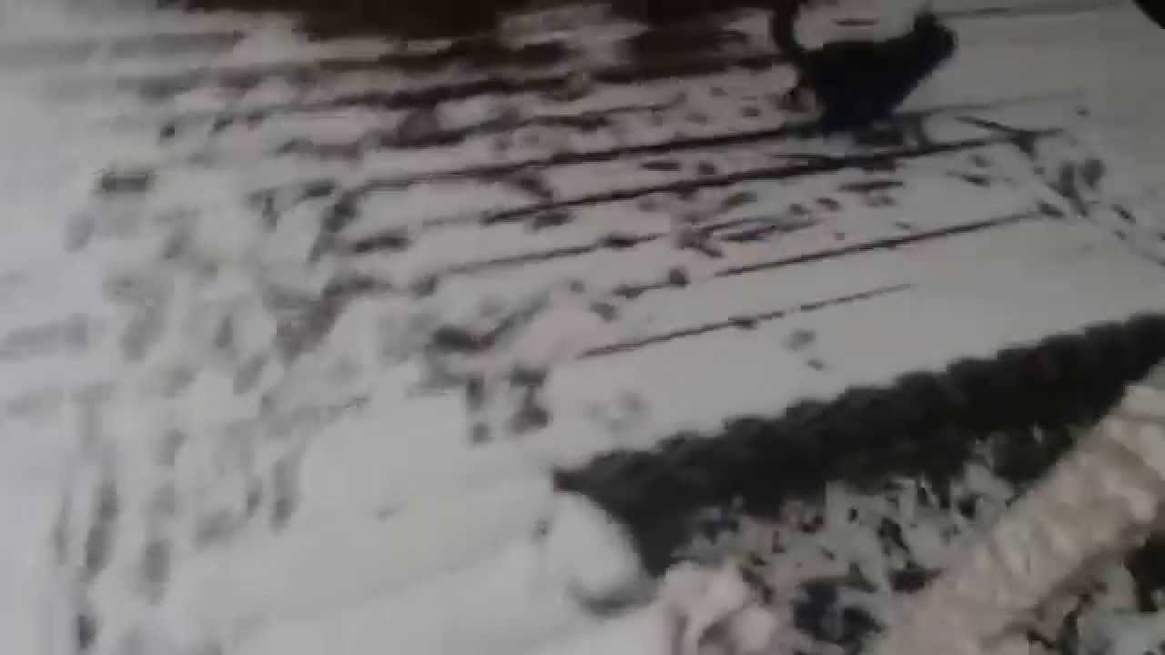 Пес первый раз в жизни увидел снег