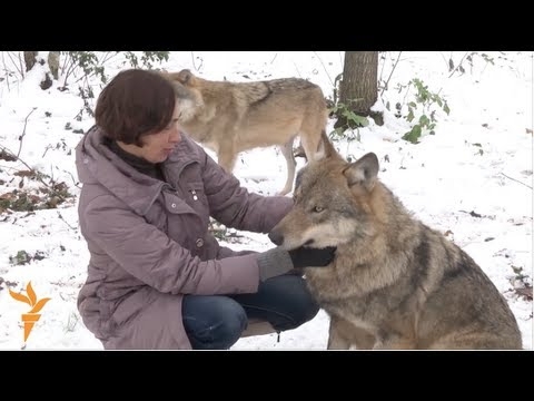 Семья из Белоруссии держит качестве домашних животных...волков