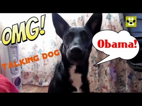 Собака говорит Обама