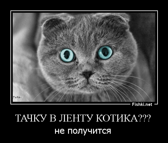 Тачку в ленту котика??? 