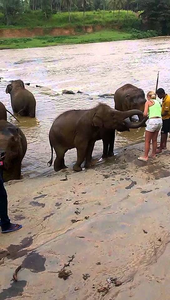 Купанье слонов на Шри Ланке