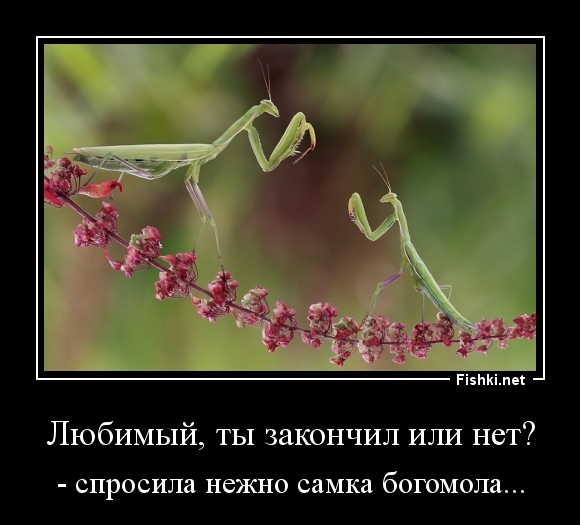 Любимый, ты закончил или нет?