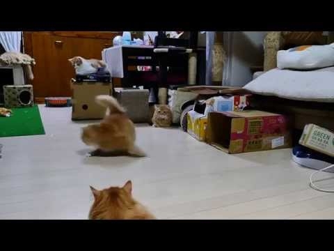 Кошки в погоне за лазерным лучом