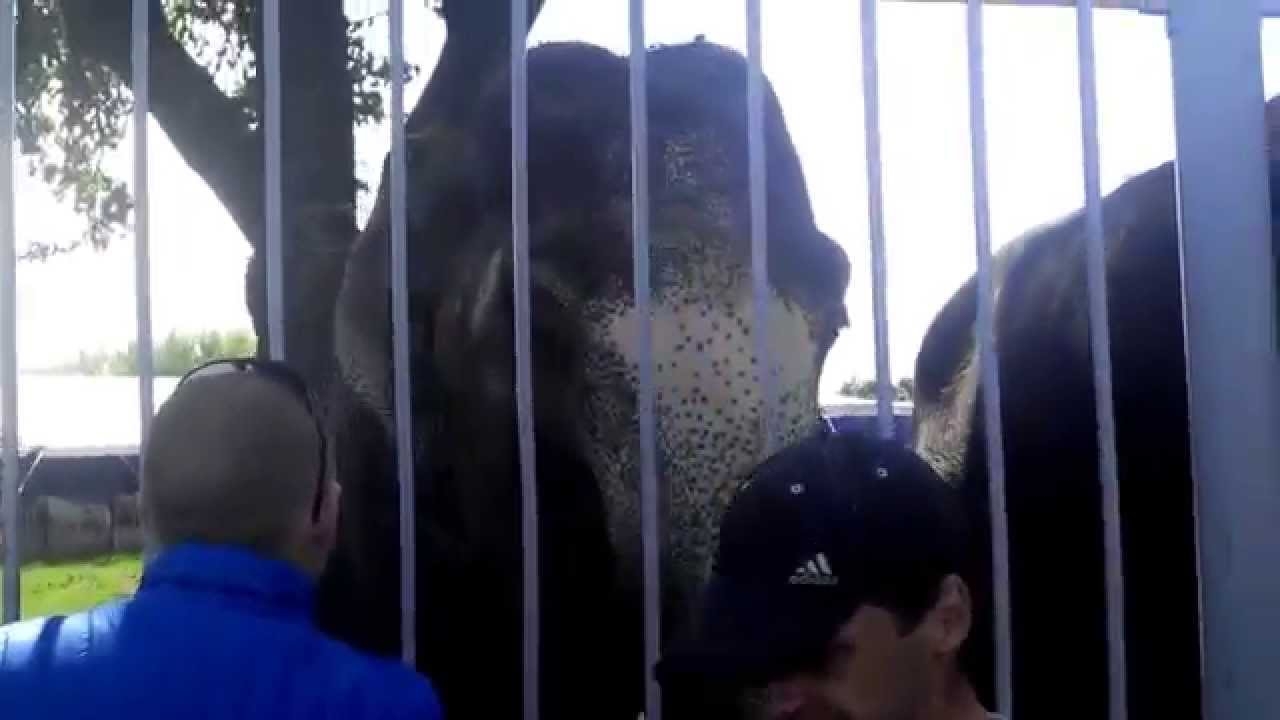 Cлоны кормятся прямо через забор зоопарка