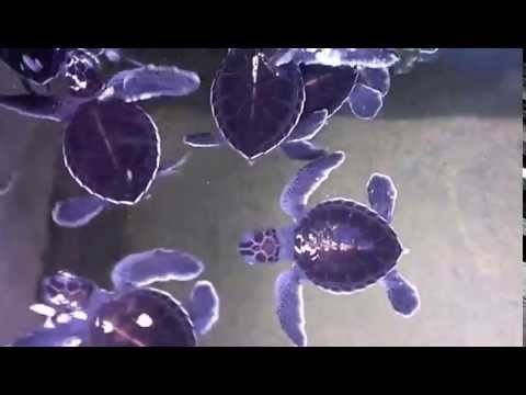  Маленькие Черепашки На Шри Ланке(Small turtles in Sri Lanka)