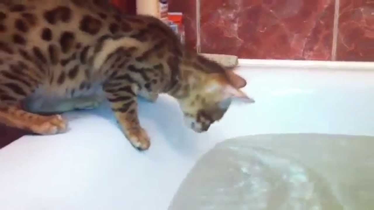 Кошка упала в ванную