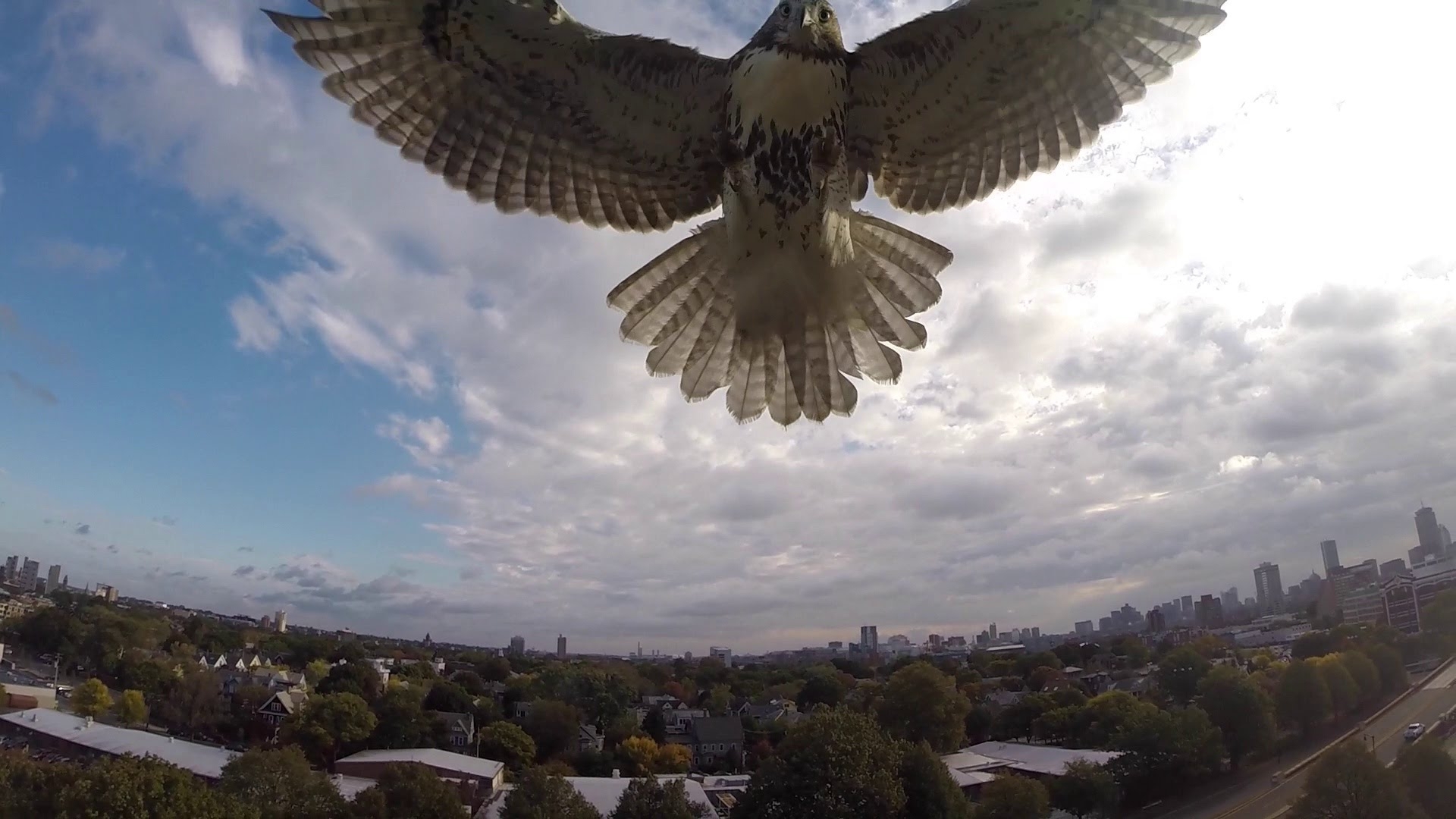 Ястреб Нападают на Quadcopter