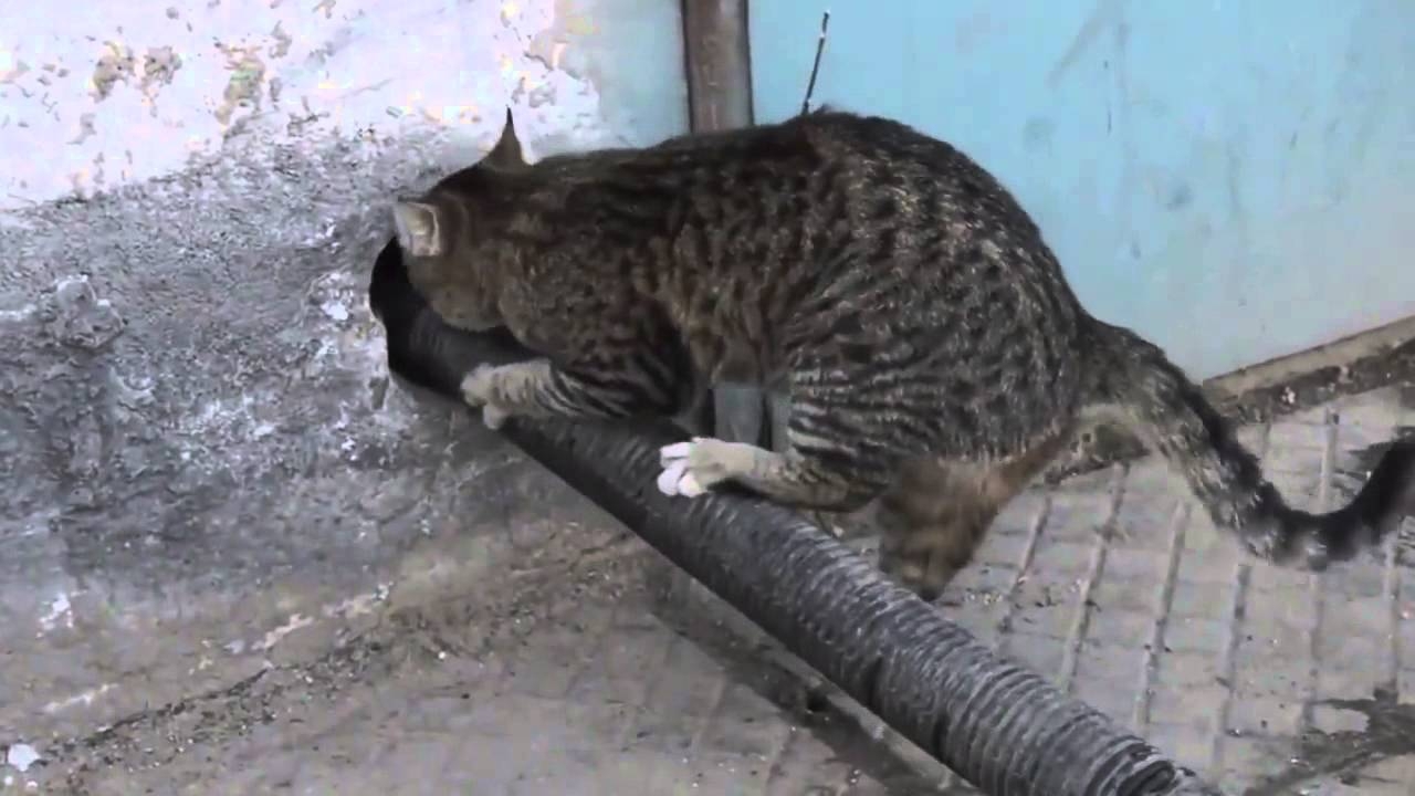 Умный кот.Clever Cat 