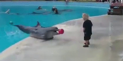 Дельфин играет с ребенком
