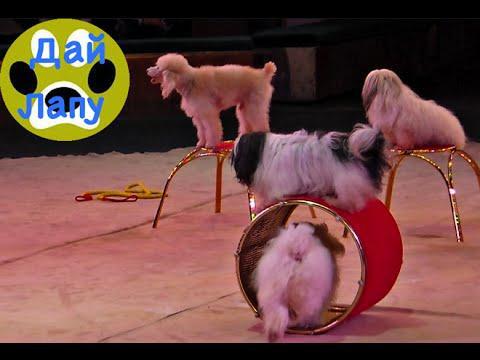 Японский цирк учит беречь собак