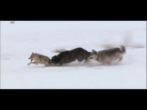 Волки против американского кайота