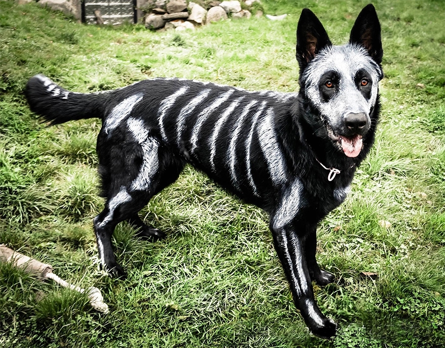 Животные, которые тоже принимают участие в Хэллоуине