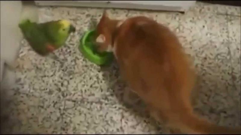 Кот наказывает попугая.parrot fail