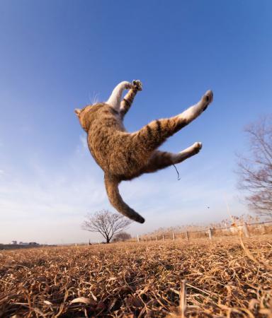 Самые смешные прыжки котов