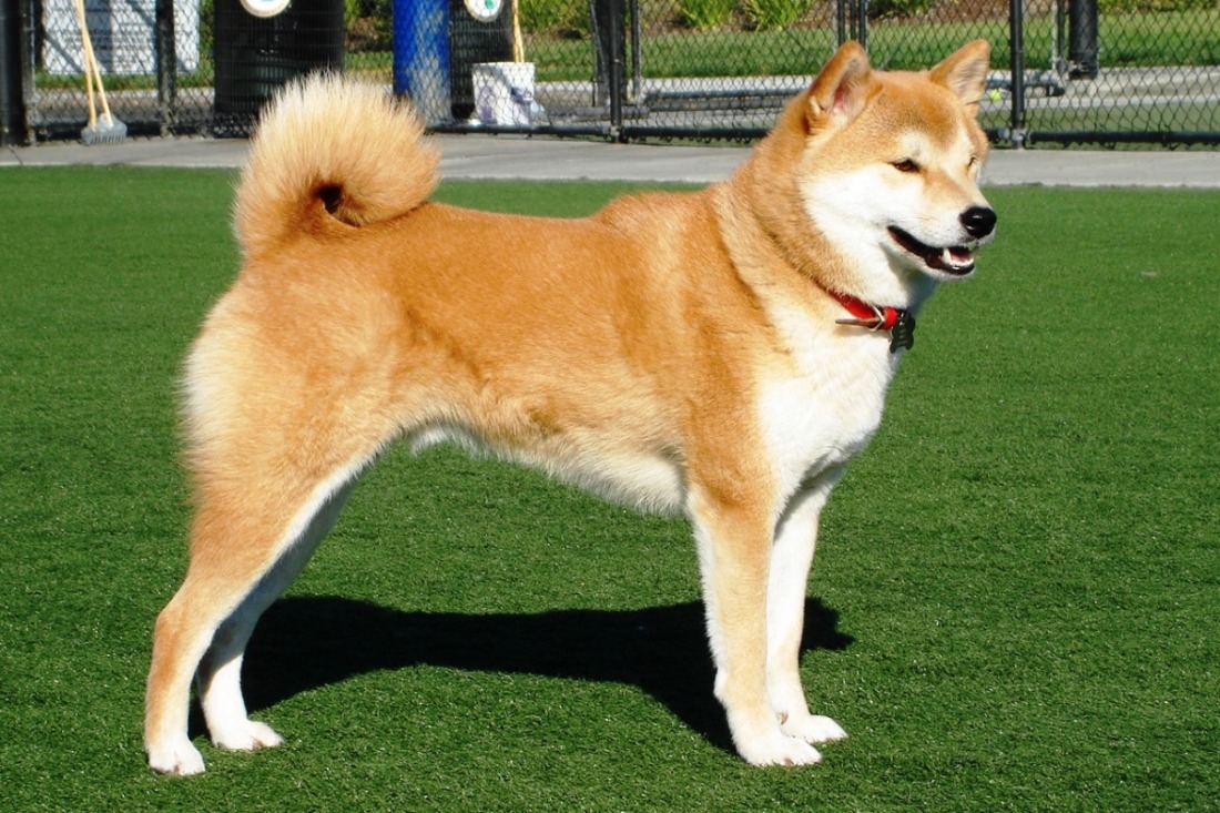 Собака модель породы Шиба ину