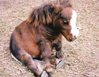 Самая маленькая лошадь в мире