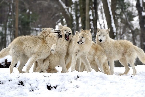 Важность волков в экосистеме