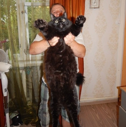 Кот-гигант живет в Петрозаводске