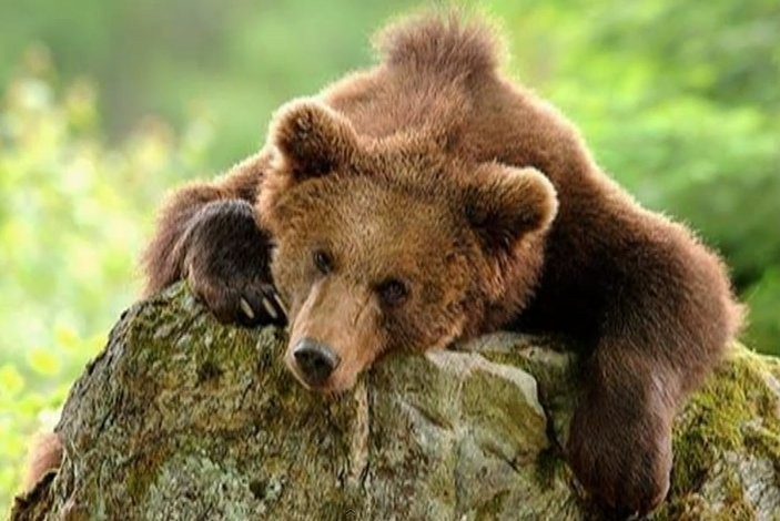 Путин: Медведь ни у кого разрешения спрашивать не будет