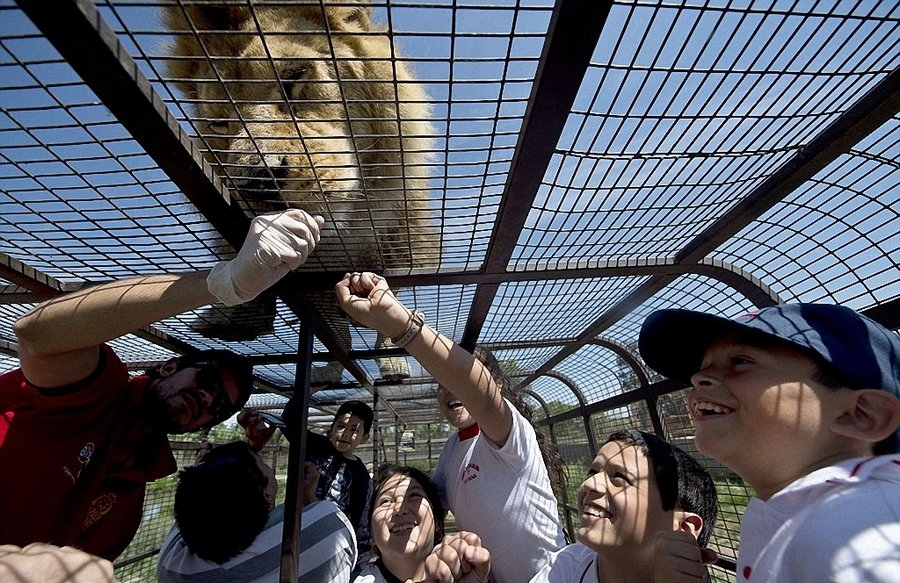Зоопарк, в котором можно поздороваться со львом