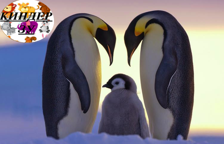 Кто такие королевские пингвины? 
