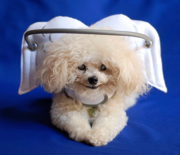 "Ангельская" защита для слепых собак