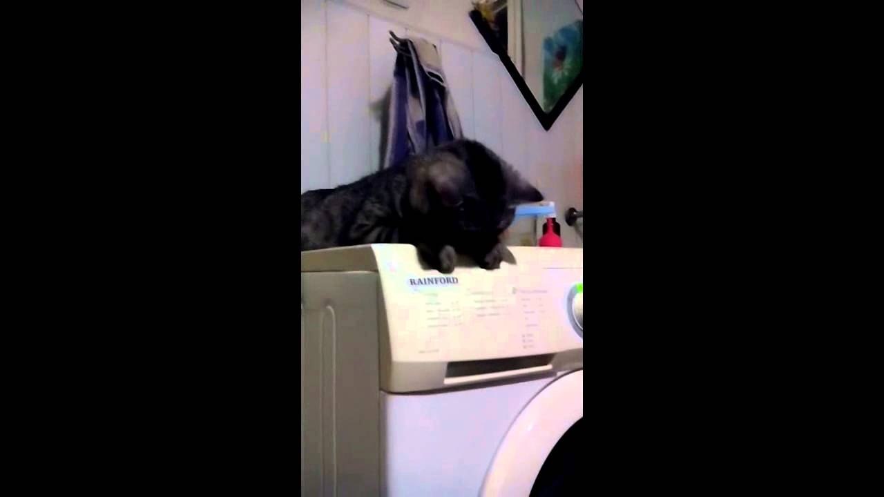 Кот и стиральная машинка