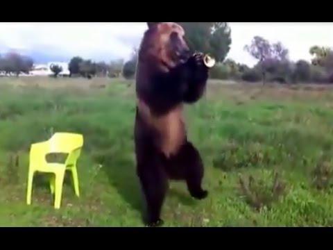 Талантливый медведь