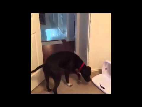 Собака, которая боится проходить через дверные проемы