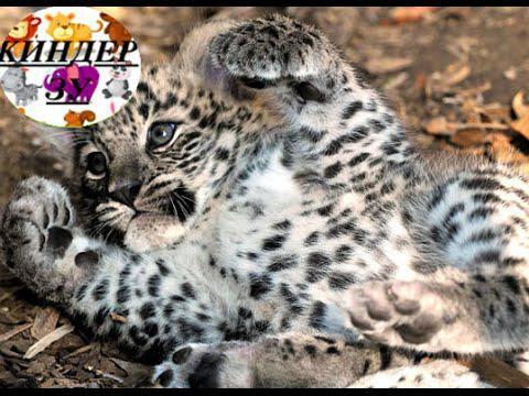 Какие детеныши у персидского леопарда