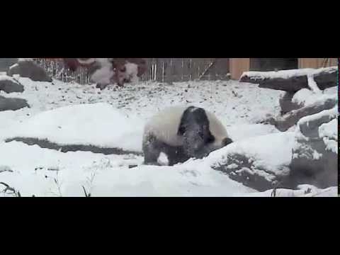 В зоопарке Торонто панда радуется снегу, как ребенок
