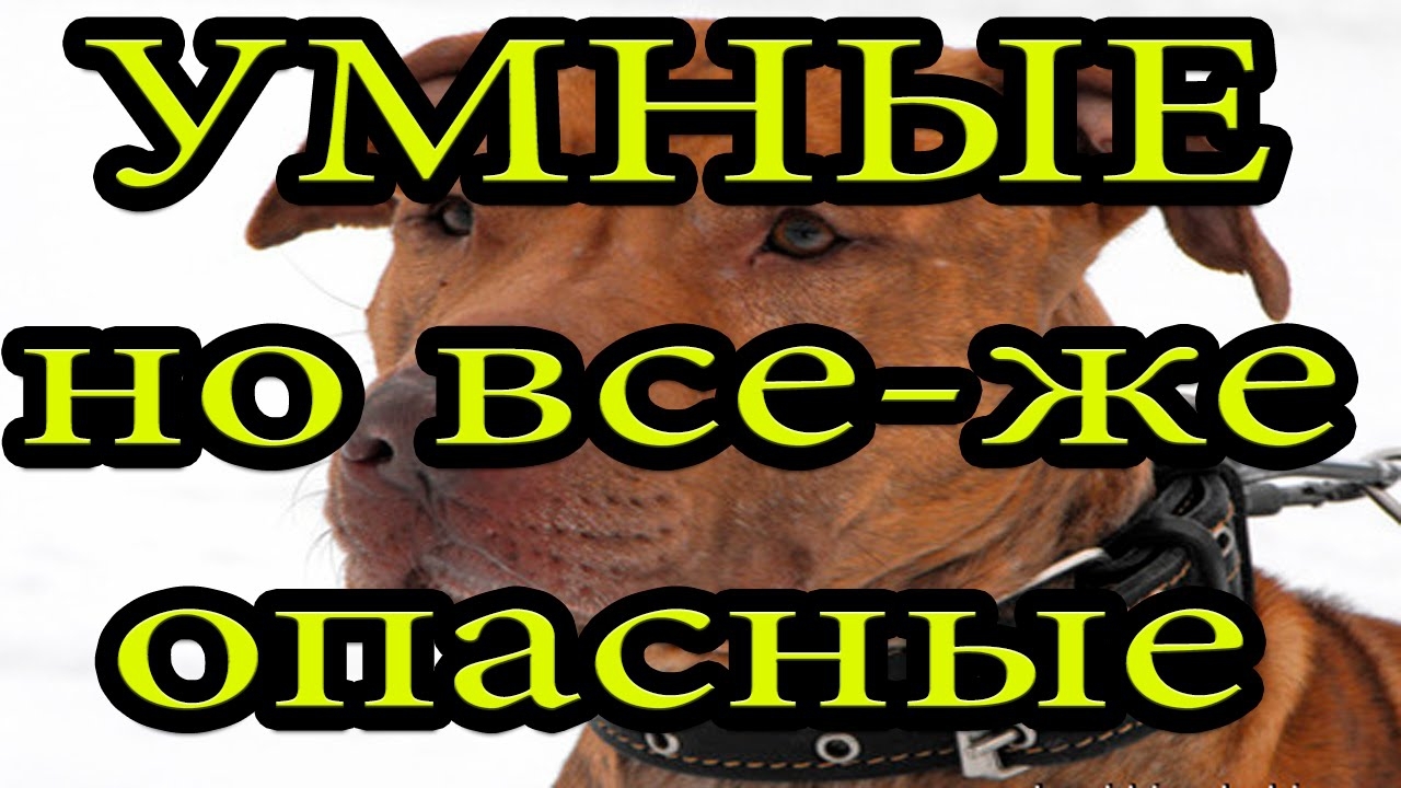 Умные и смешные. Прикольные псины!