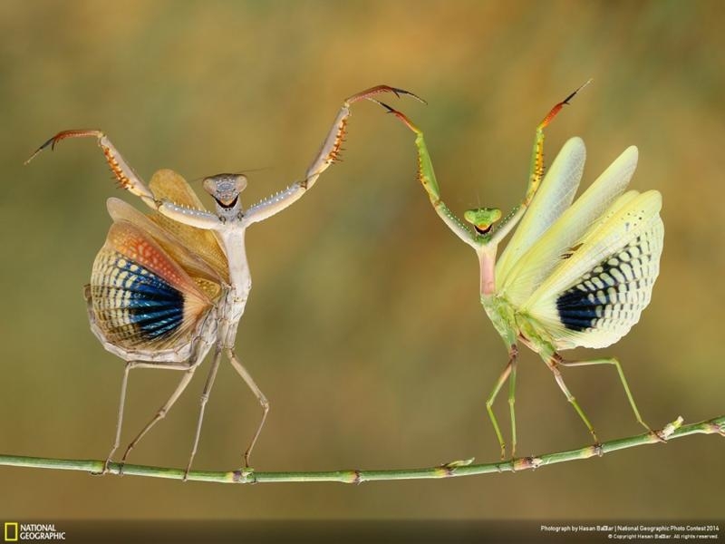 Удивительные фотографии, сделанные для конкурса National Geographic 