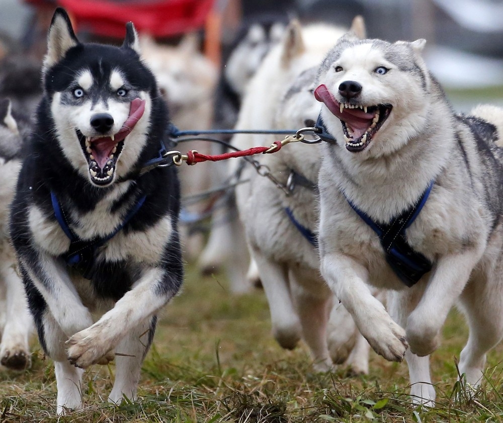 Чемпионат Европы по гонкам на собачьих упряжках 