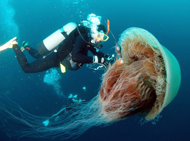 Как приготовить медузу в домашних условиях