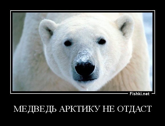 Медведь Арктику не отдаст